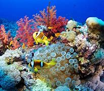 Image result for Underwater Colorful Fish