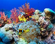 Image result for Sea Life Pictures