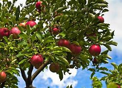 Image result for Apple Tree Bearing Fruit