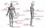 Afbeeldingsresultaten voor Wijting Anatomie. Grootte: 173 x 110. Bron: www.online-fitness-academy.de