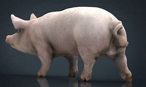 Image result for 3D Pig OBJ