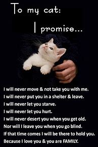 Image result for Cat Contract You Promise To