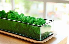 Image result for How to Grow Moss Garden Indoor