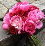 Image result for Peonies Flowers Wallpaper