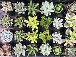 Image result for Cacti Houseplants