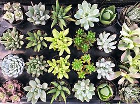 Image result for Cactus and Succulents
