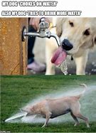 Image result for Water Hose Dog Meme