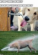 Image result for Dog Water Meme