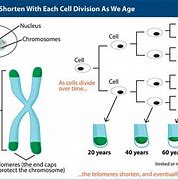 Image result for Telomere Senescence Aging