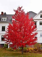 Image result for Acer rubrum Fairview Flame