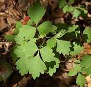 Image result for Poison Vines Texas