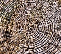Image result for Wood Grain Art