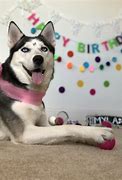 Image result for Happy Birthday with Husky Dogs Images