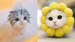 Image result for Funny Little Cat