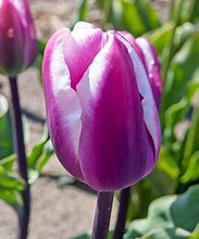 Image result for Tulipa Librije