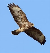 Image result for Buizerd geluid. Size: 176 x 185. Source: www.rootsmagazine.nl
