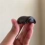 Image result for Largest Pill Bug