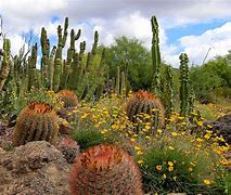 Image result for Desert Landscaping with Cactus