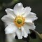 Image result for Anemone hybrida (x) Andrea Atkinson