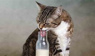 Image result for Cat Drinking Lean