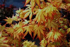 Image result for Acer palmatum Orange Dream