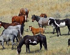 Image result for Wild Horses in USA Map