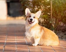 Image result for Medium SizeD dog Breeds