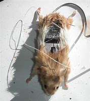 Image result for Crazy Computer Mouse