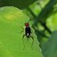 Image result for Red Headed Bush-Cricket