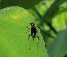 Image result for Red Cricket Insect
