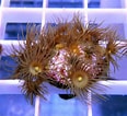 Image result for "parazoanthus Puertoricense". Size: 116 x 106. Source: www.thatpetplace.com