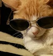 Image result for Kitten with Glasses