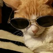 Image result for Cat with Sunglasses and Ciggie