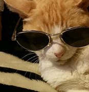 Image result for Cool Animals Cat