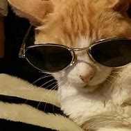 Image result for Cool Cat Profile Sunglass