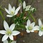 Image result for Ornithogalum umbellatum