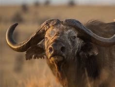 Image result for Water Buffalo Horn Width African
