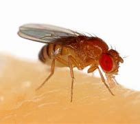 Image result for Drosophila Melanogaster