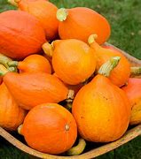 Image result for Courge Red Kuri