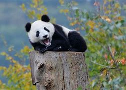 Image result for Cool Panda Pics