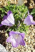 Image result for Campanula raineri