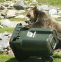 Image result for Grizzly Bear Range
