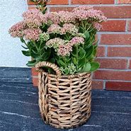 Image result for Sedum (H) telephium Indian Chief