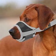 Image result for Dog Muzzle No Bark