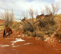Image result for Where to Find Wild Horses in Utah