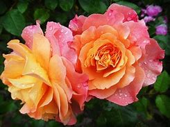 Image result for Pink and Yellow Roses