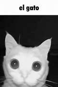 Image result for Cat Watching Phone Meme