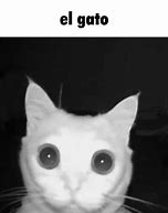 Image result for Blurry Screaming Cat Meme
