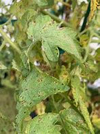 Image result for Brown Spots On Tomato Leaves