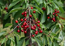 Bildergebnis für Prunus avium Broechemse